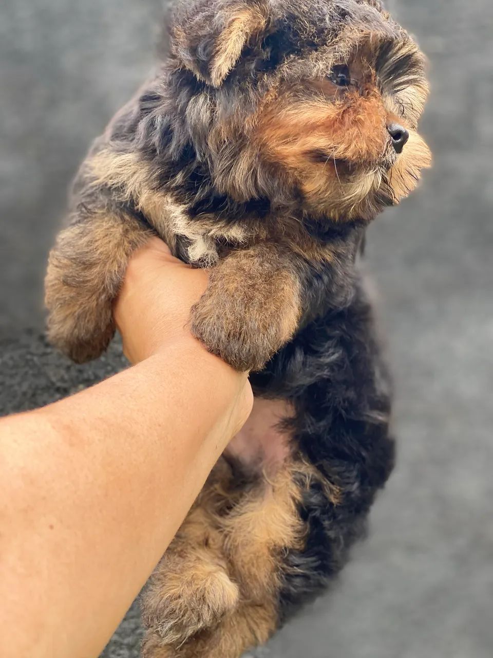 Yorkshire terrier 