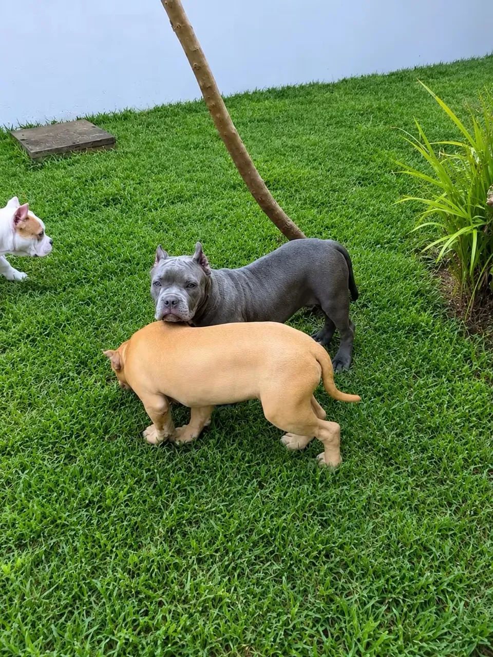 Filhote Bully 