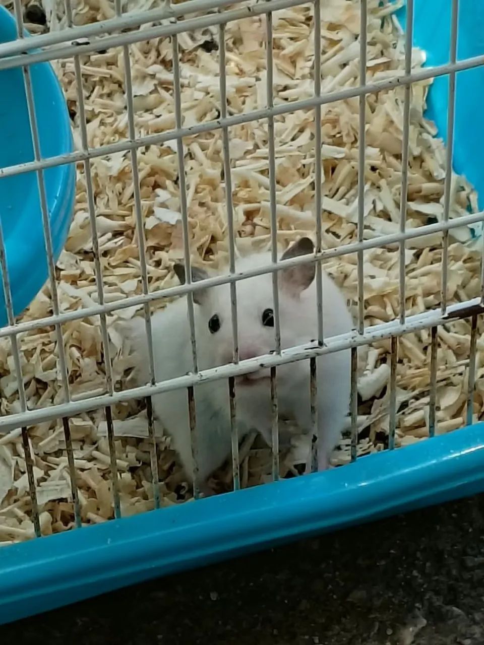 Vende-se Hamster 