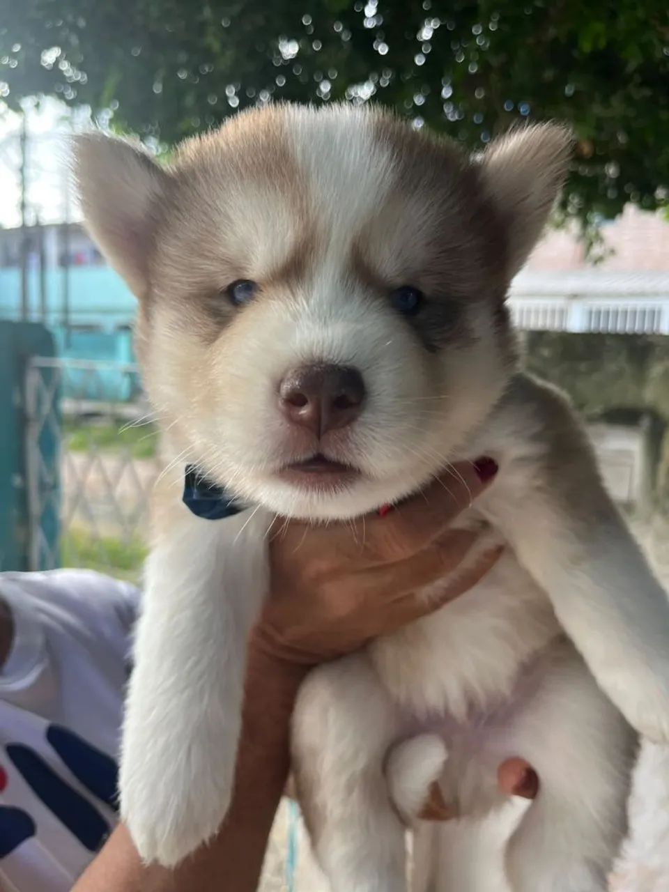 FILHOTE HUSKY *RESERVA* - Foto 3
