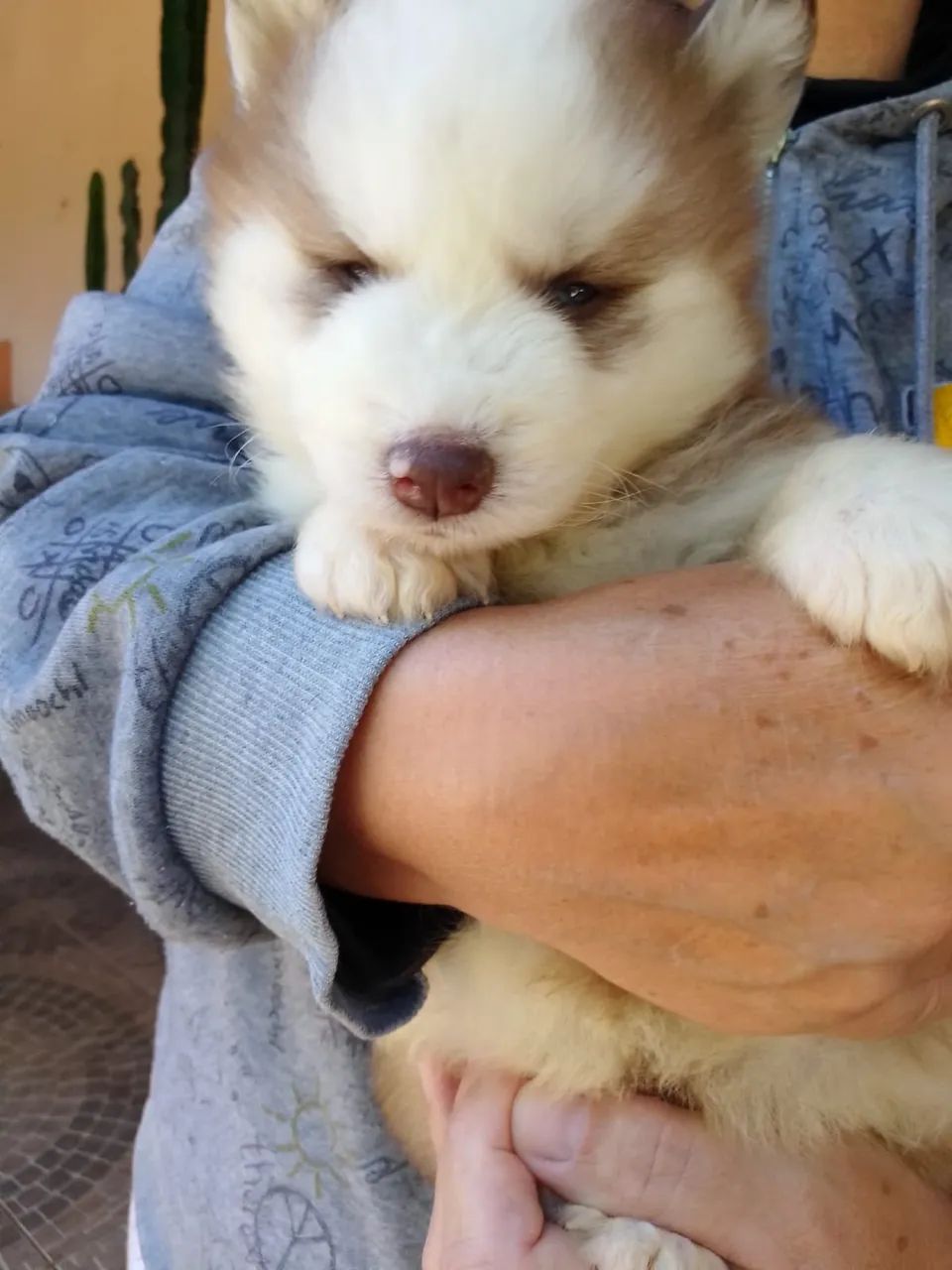 Huskys macho marrom - Foto 2