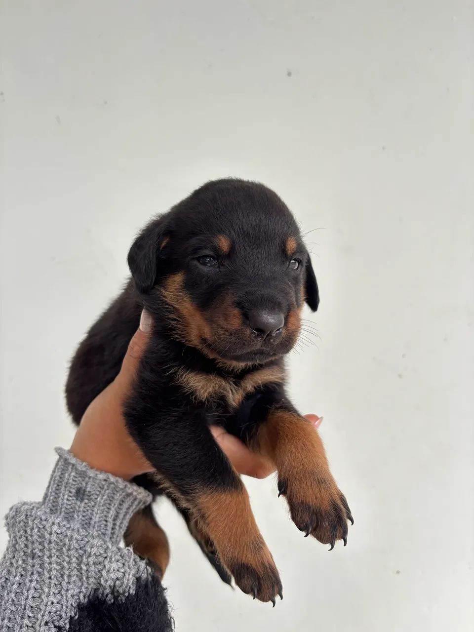 Rottweiler - Foto 3