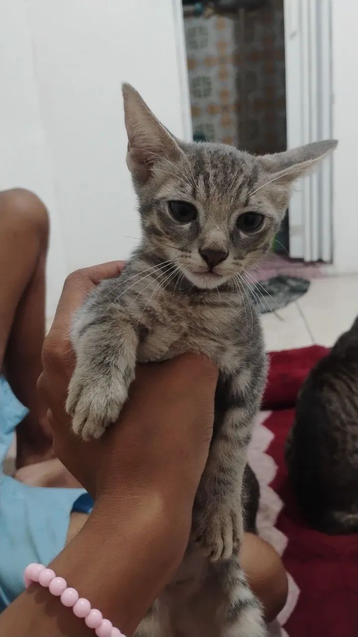 Doa-se gatinhos - Foto 3