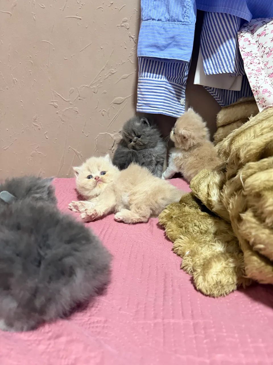 Lindos gatos persa 