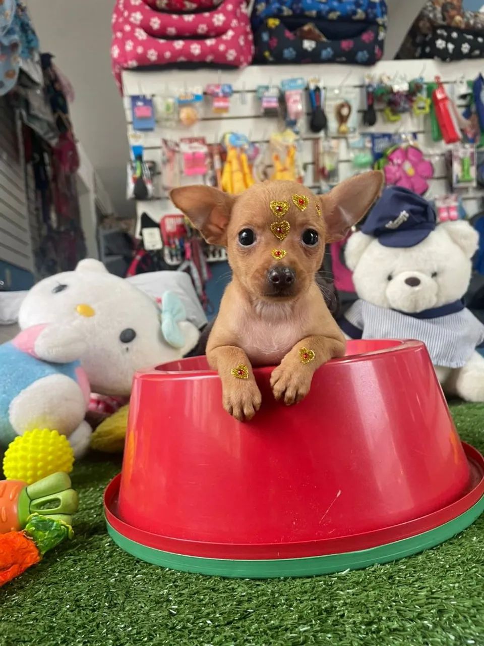 Pinscher miniatura  - Foto 3
