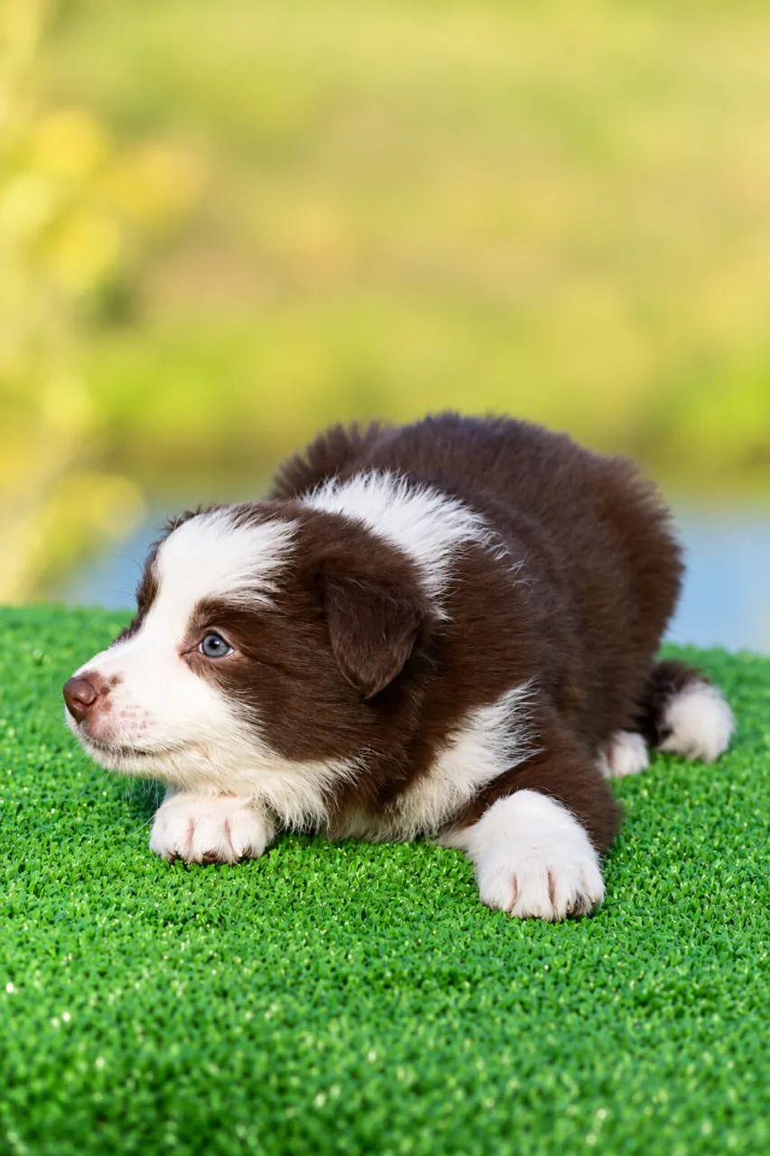 Filhote de Border Collie - Foto 4