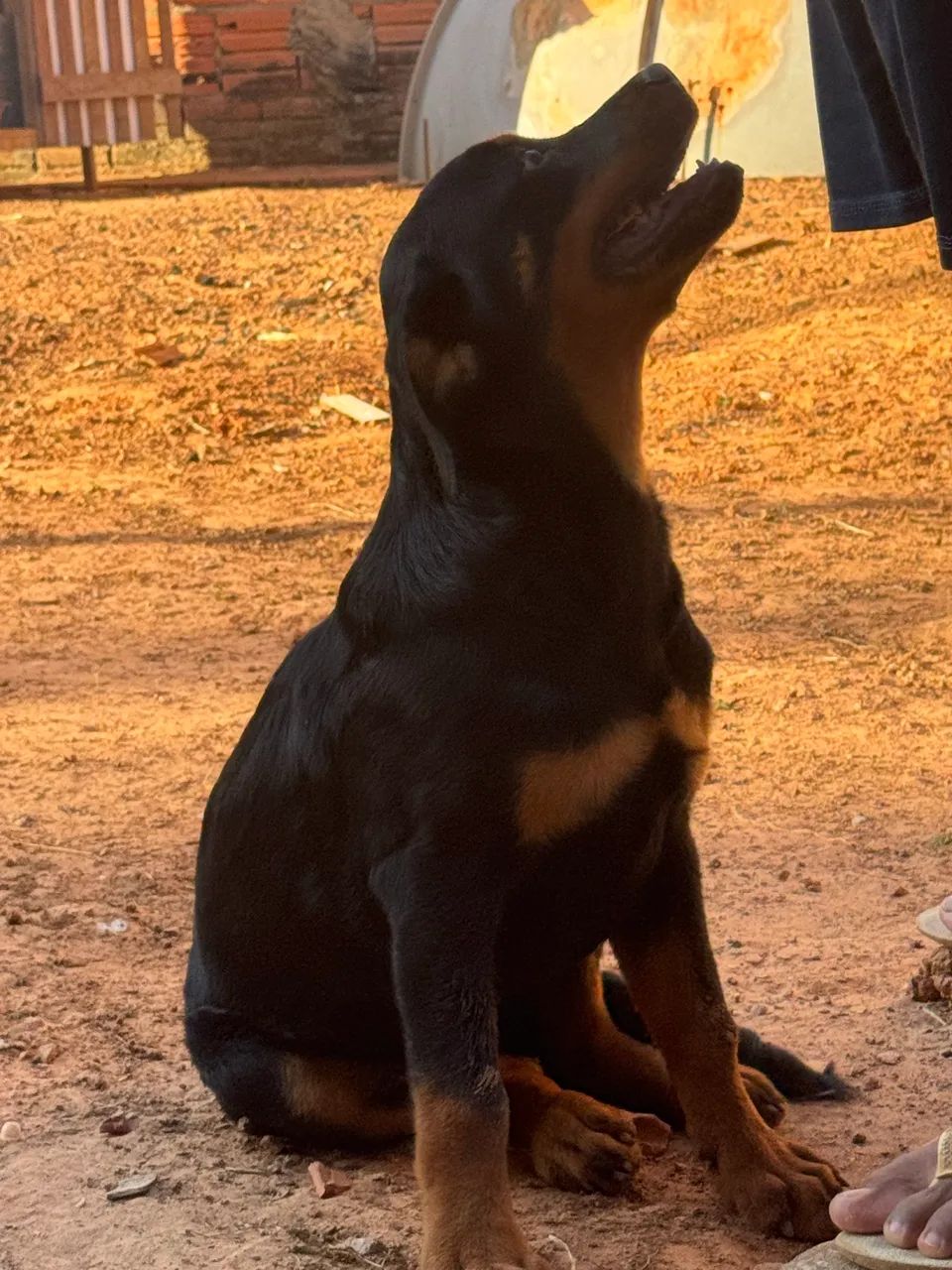 Filhote de Rottweiler - Foto 4