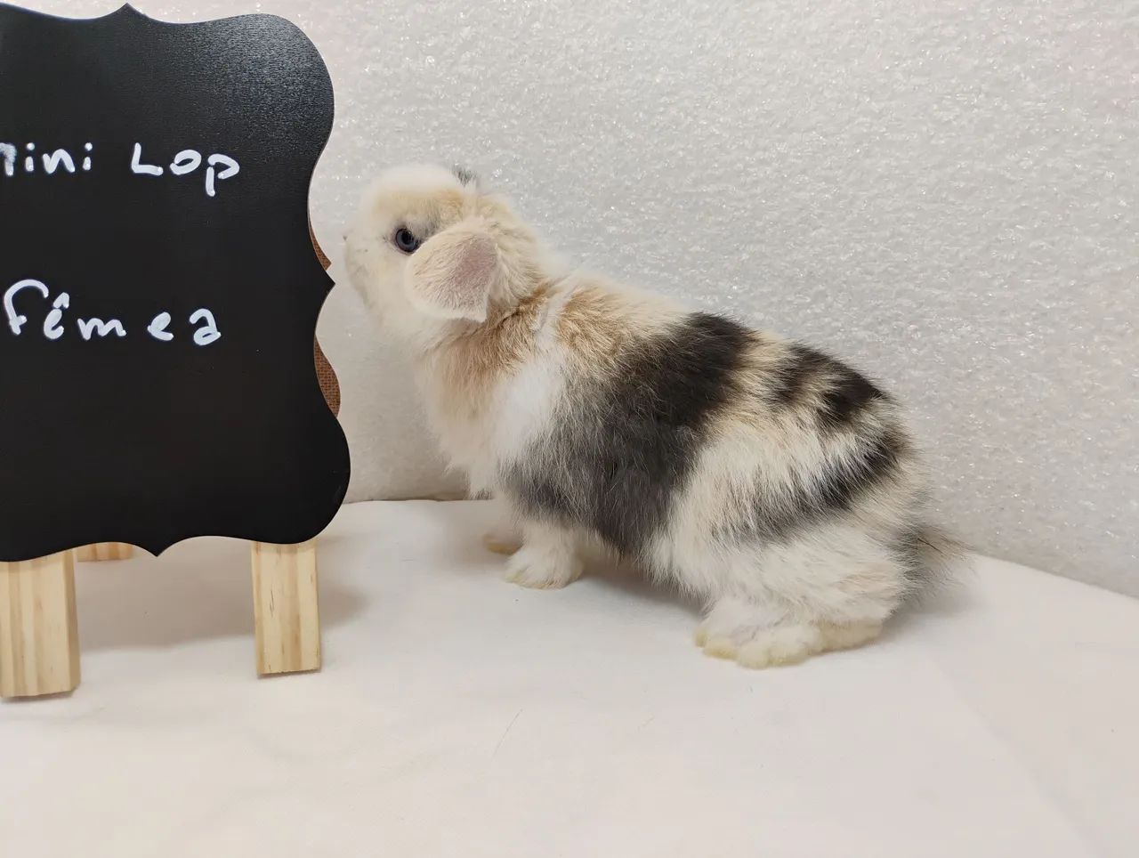 Mini Coelho Mini Lop - Foto 4