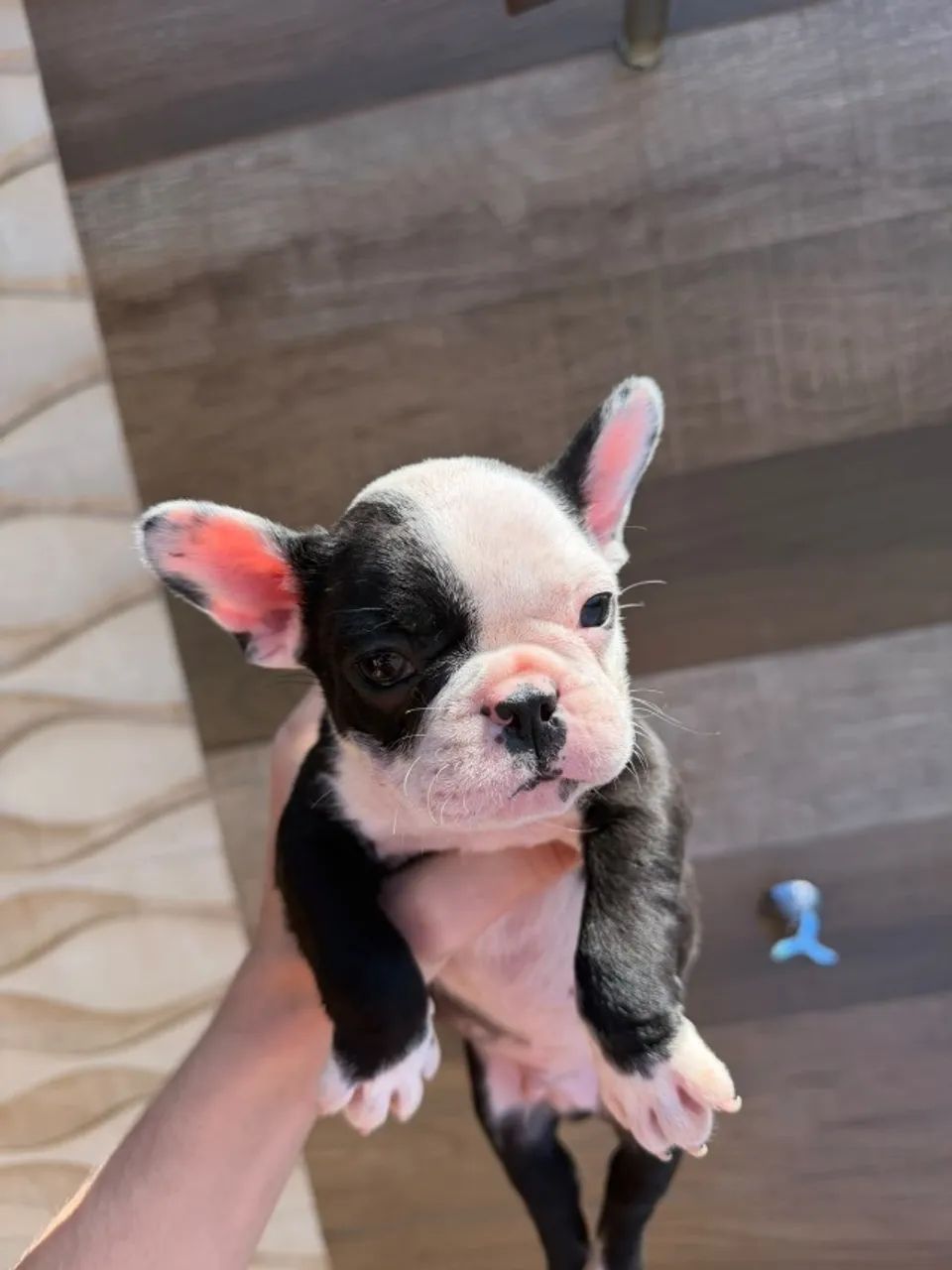 Bulldog Francês - Foto 3