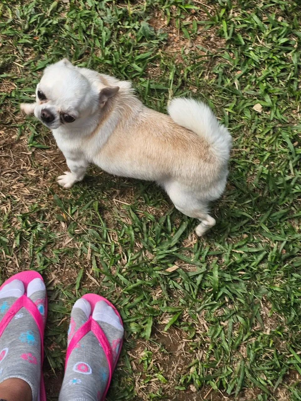 Chihuahua macho 