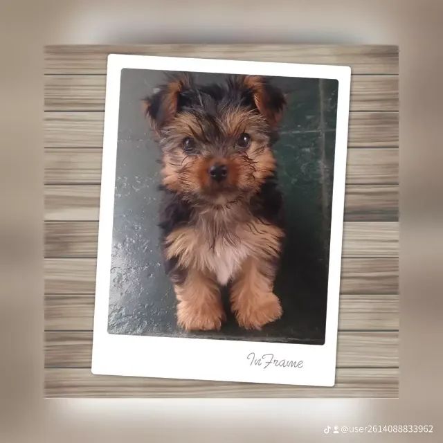 Yorkshire terrier - Foto 2