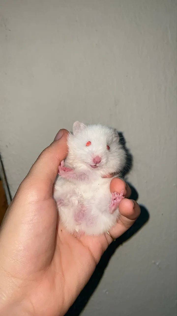 Hamster filhotes  - Foto 3