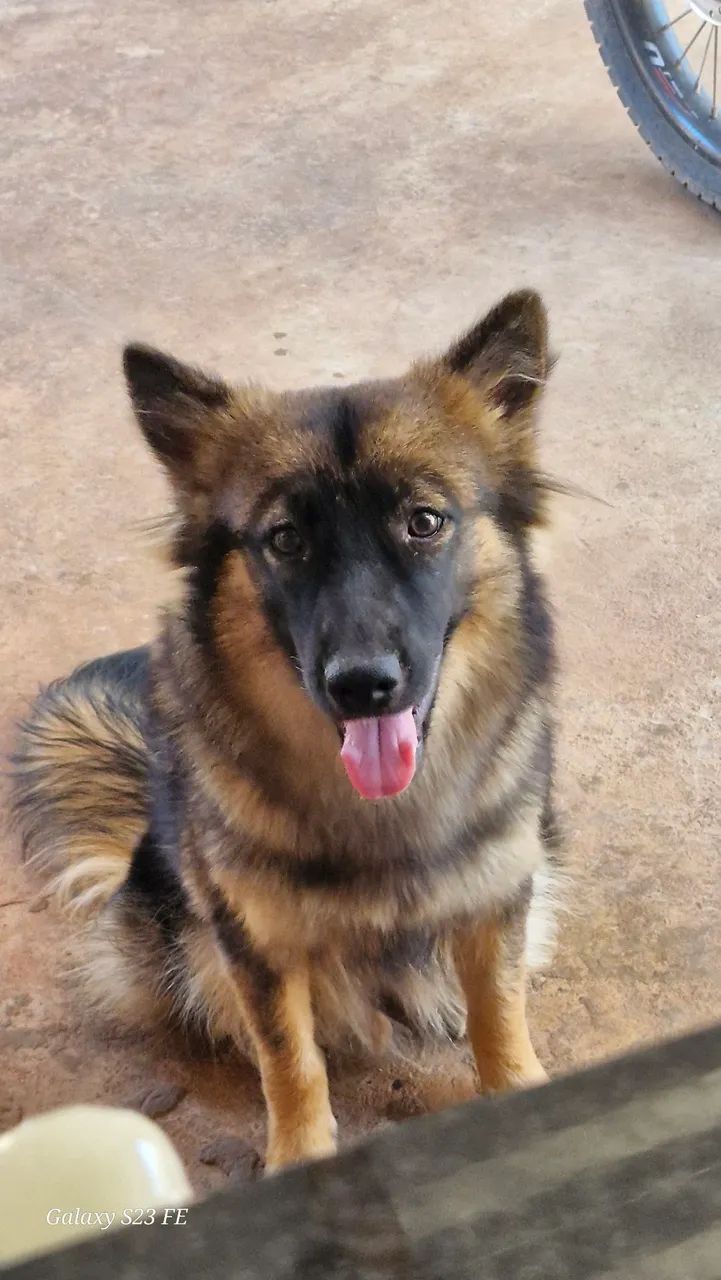 Cachorra 