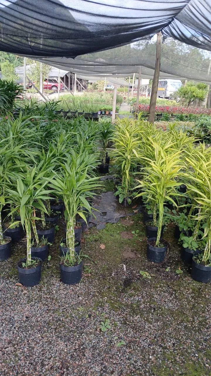 Plantas preço e qualidade - Foto 4