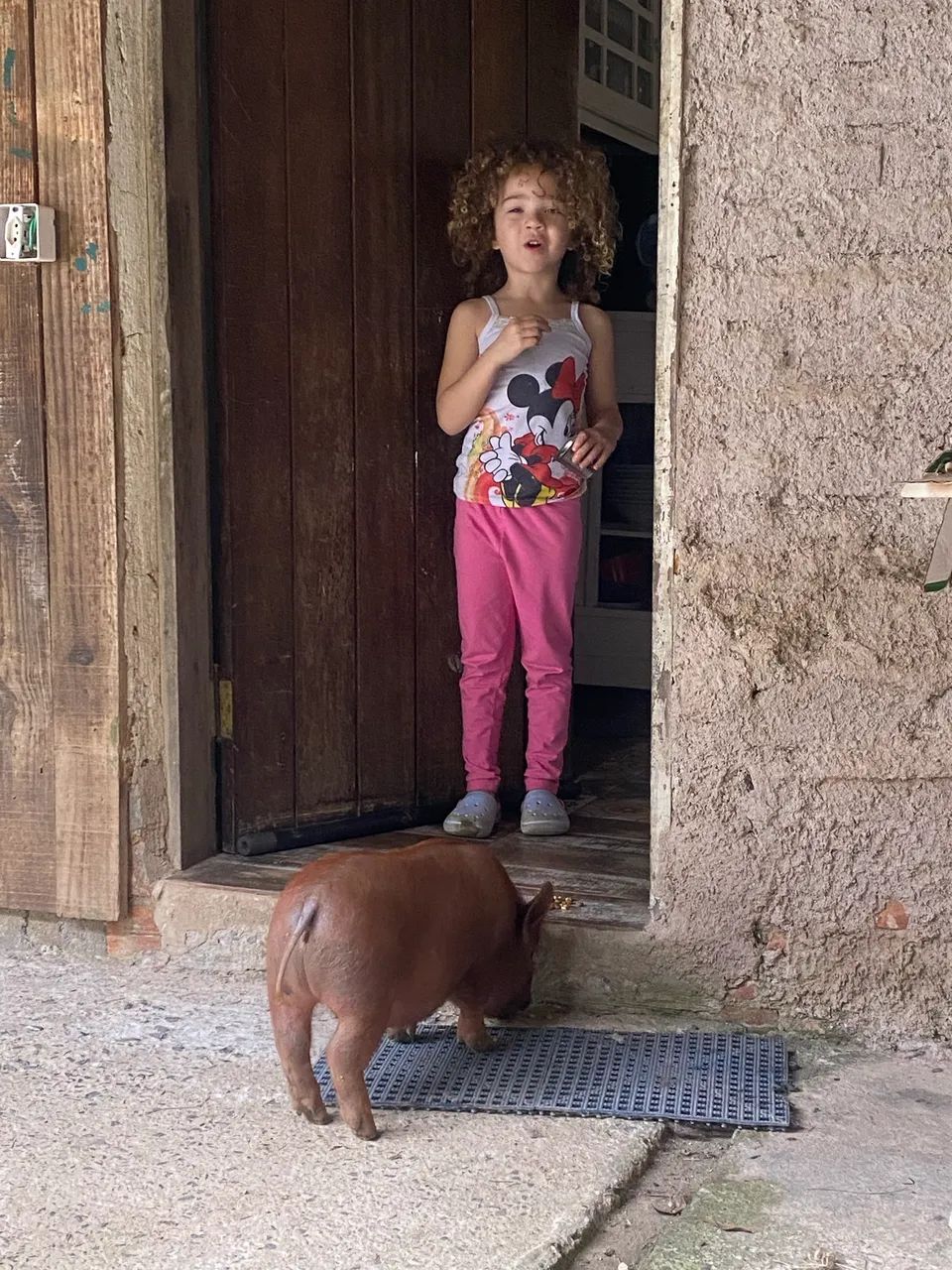 Mini pig  - Foto 3