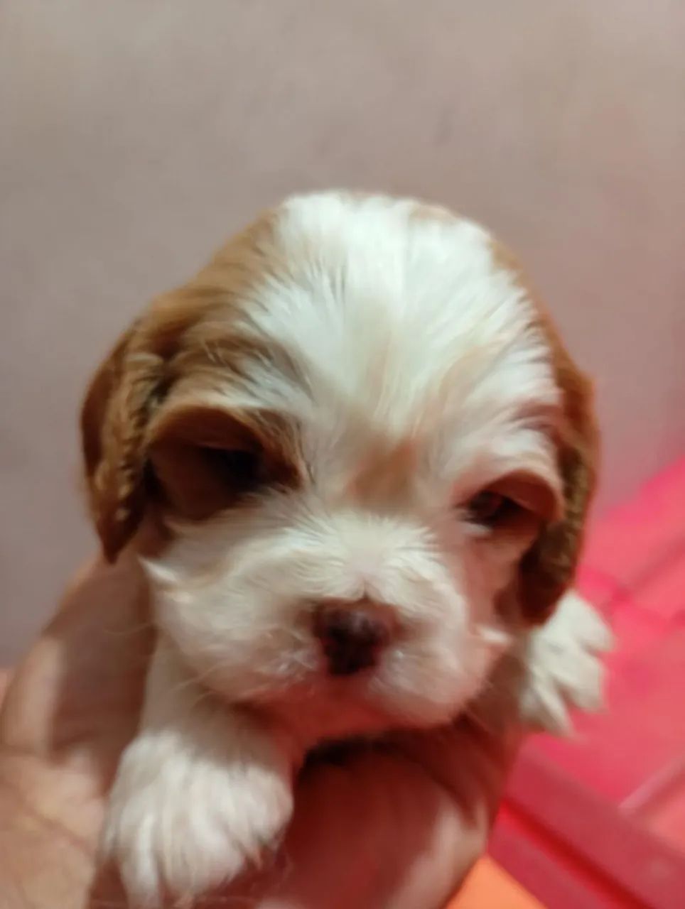 Cavalier king star  - Foto 2