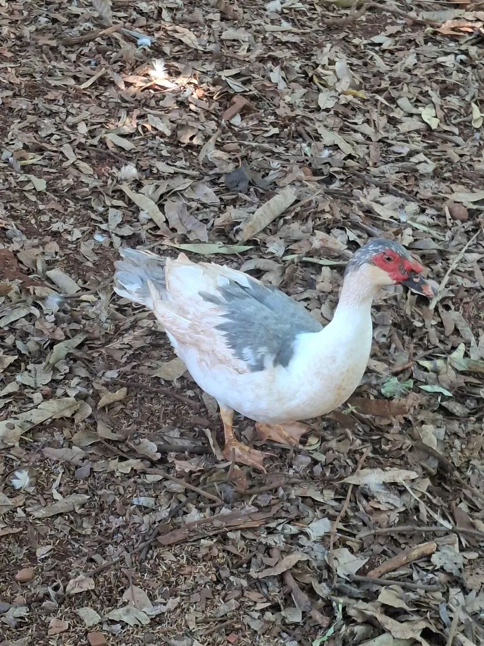 Patos machos - Foto 2