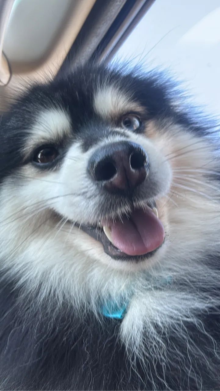 Pomsky fofinho mini 