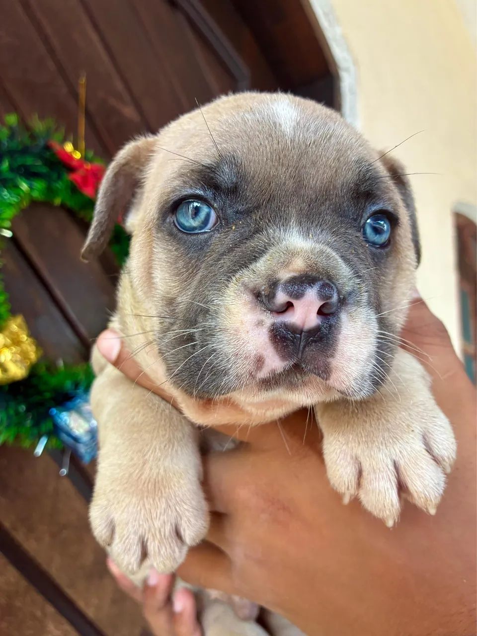 American bully micro  - Foto 4