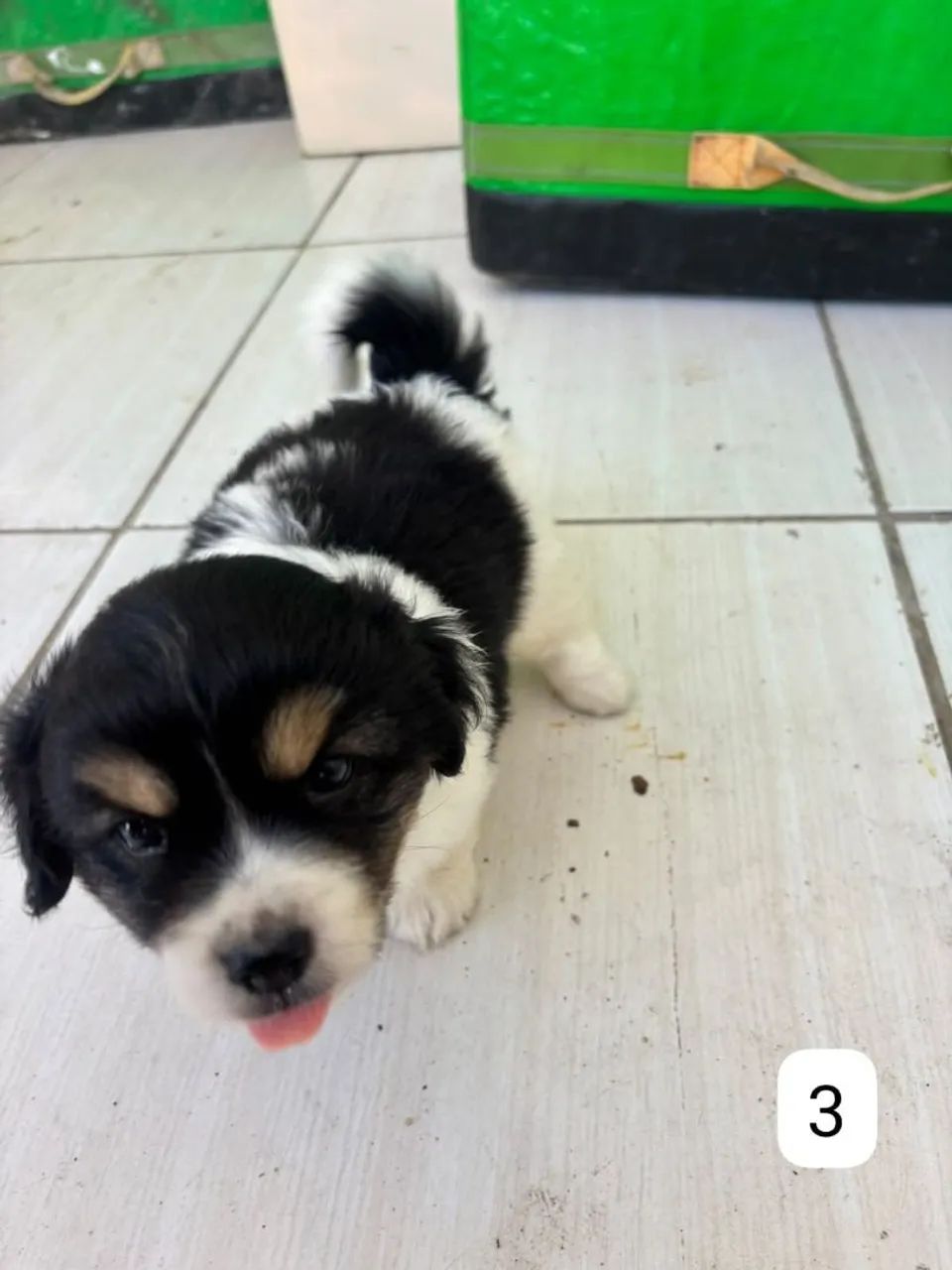 Lhasa + shi - Foto 4