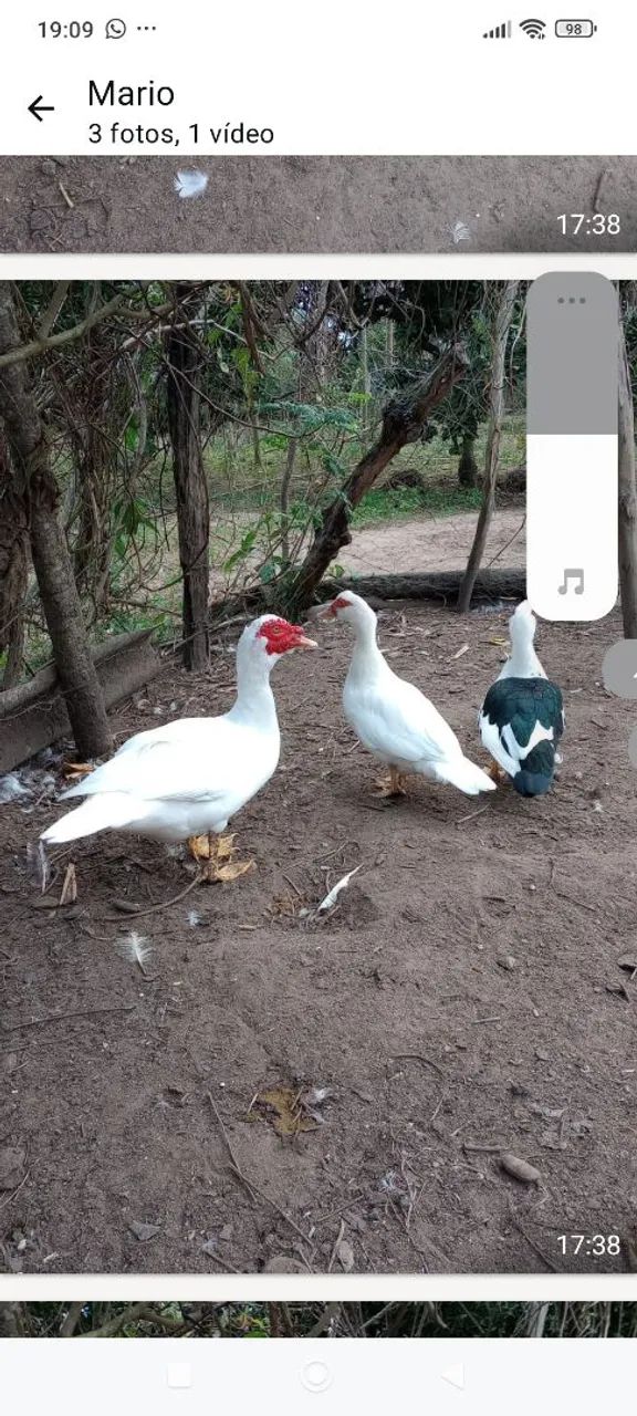 Terno de pato