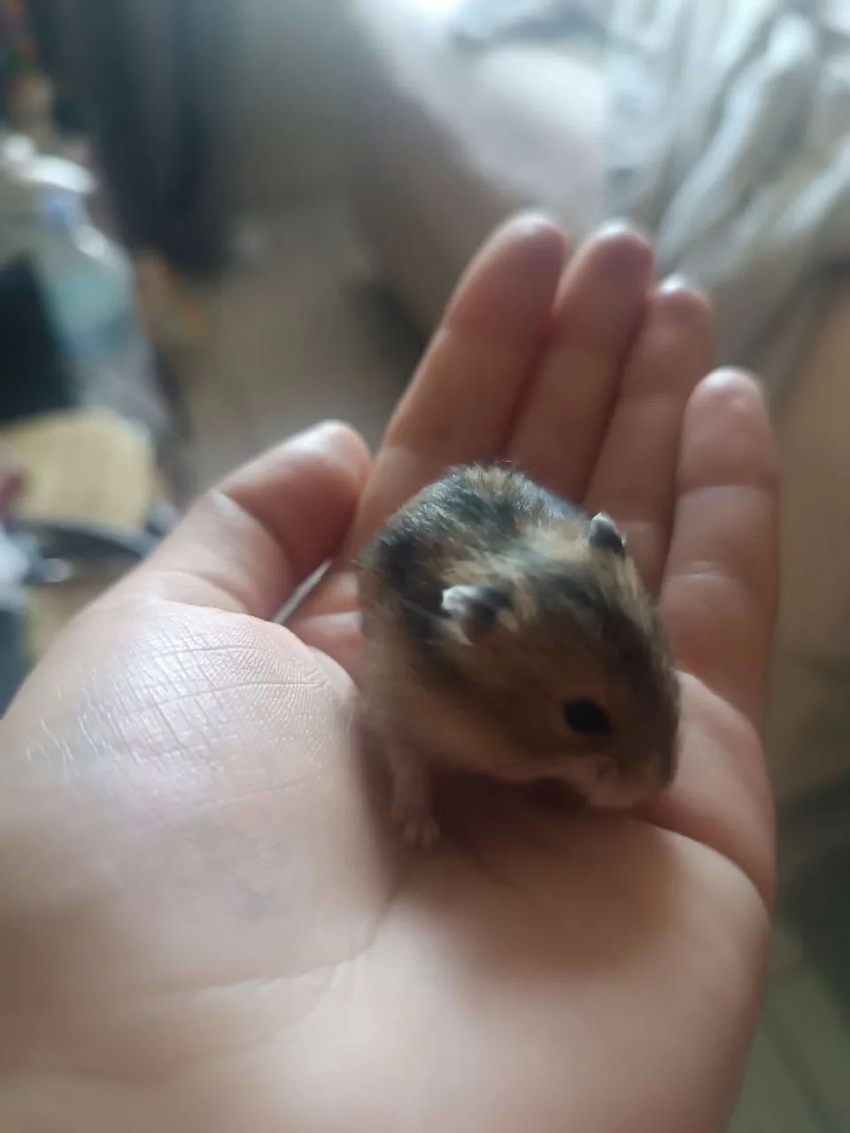 Hamster ? Anão Russo. - Foto 3