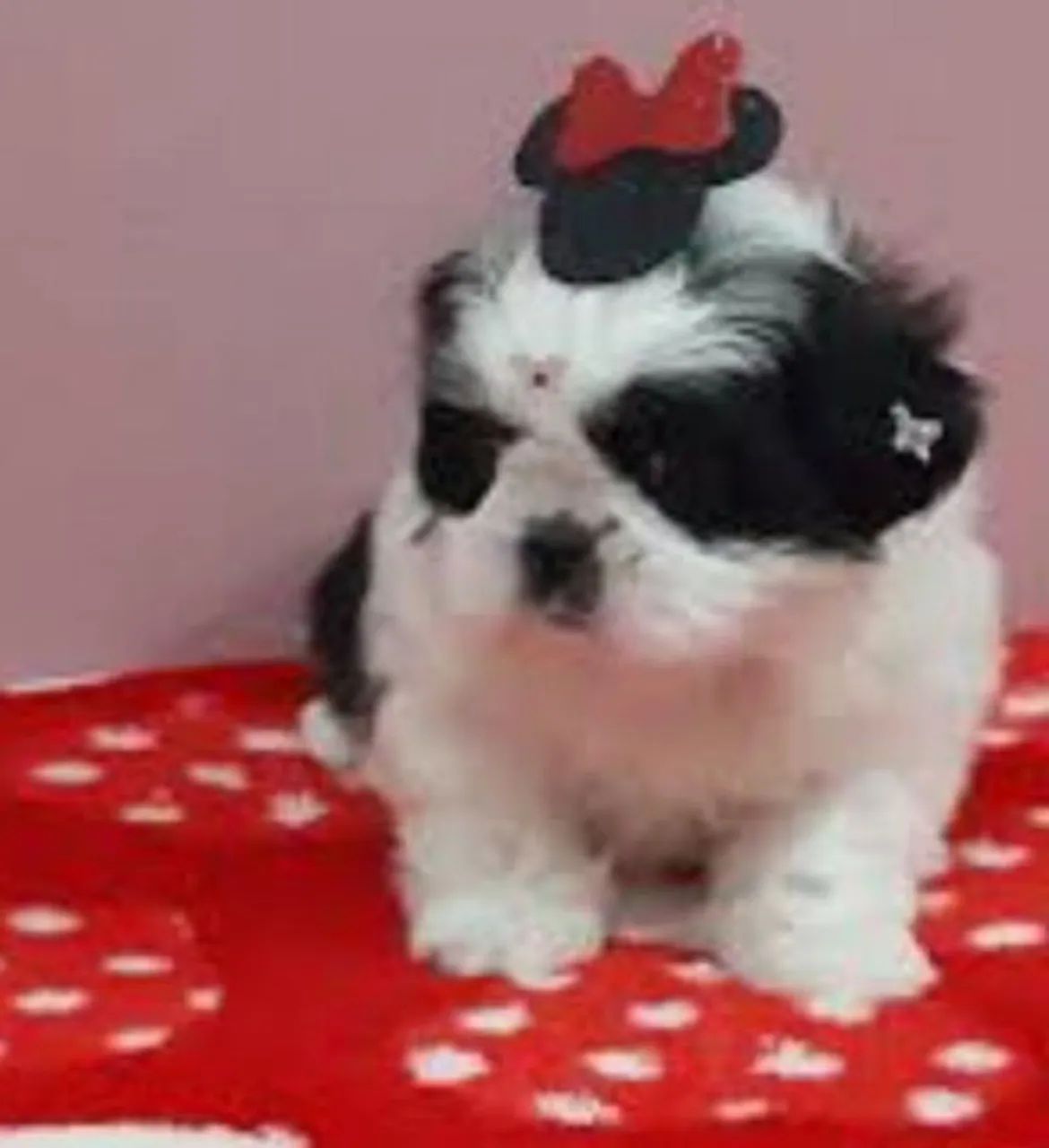 LINDOS FILHOTES DE SHITZU MICRO 