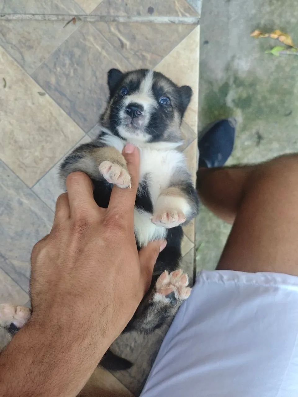 Husky siberiano  - Foto 2