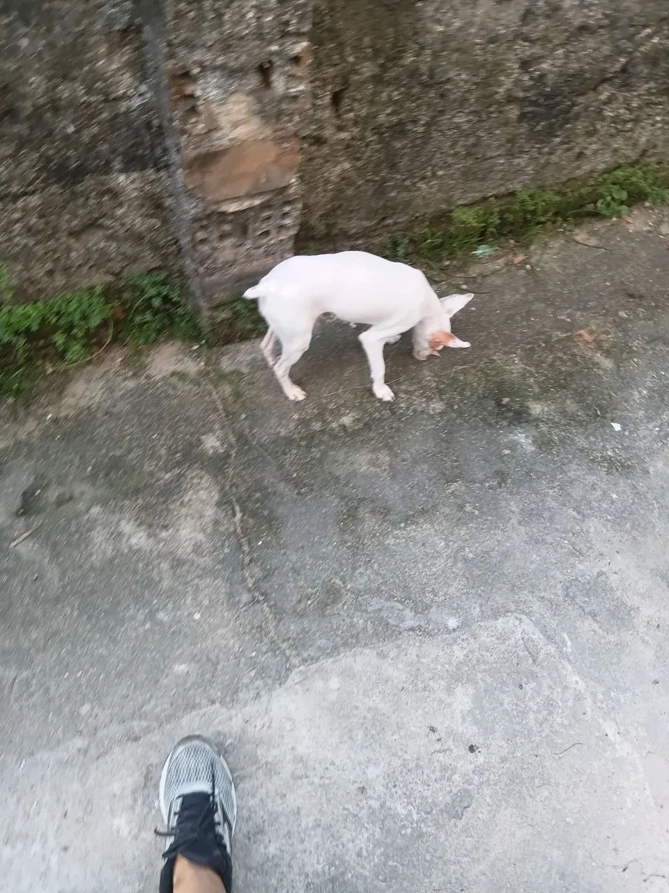 Pincher branco  - Foto 3