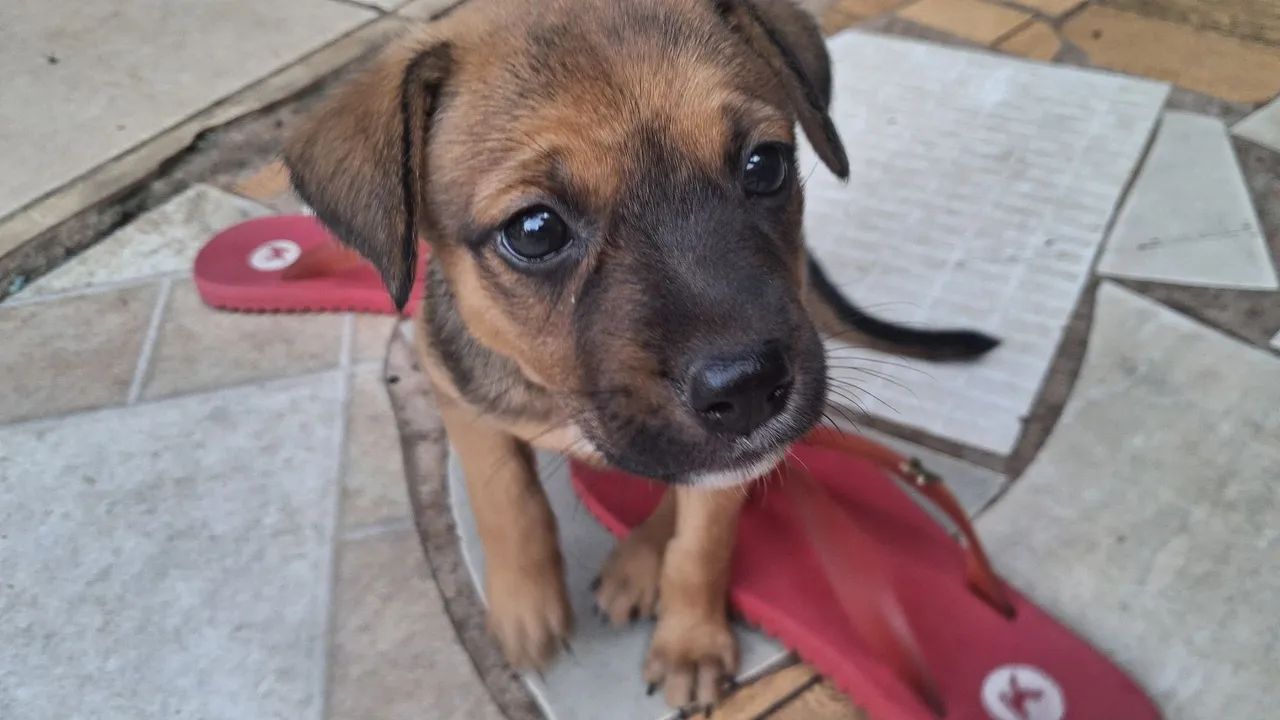 Adoção responsável  - Foto 3