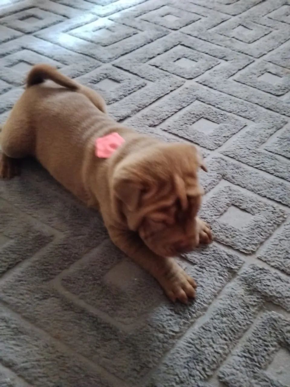 Vendo Filhotes de Sharpei. - Foto 5