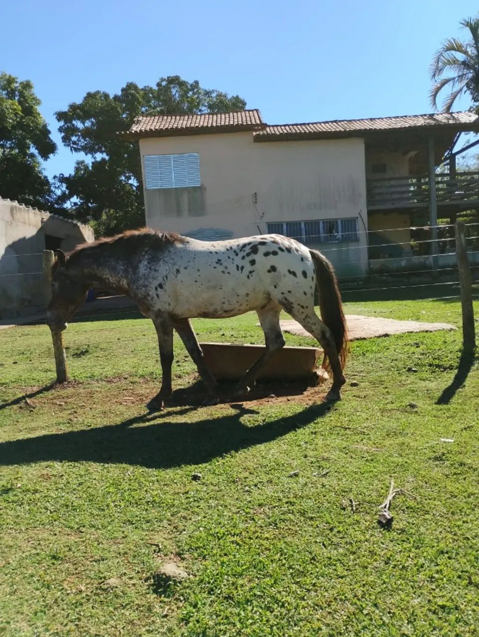 Cavalo Appaloosa  - Bom de Cela e Machador - Foto 2