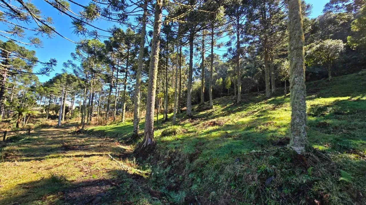 Oportunidade! 3 hectares na serra catarinense ! - Foto 2