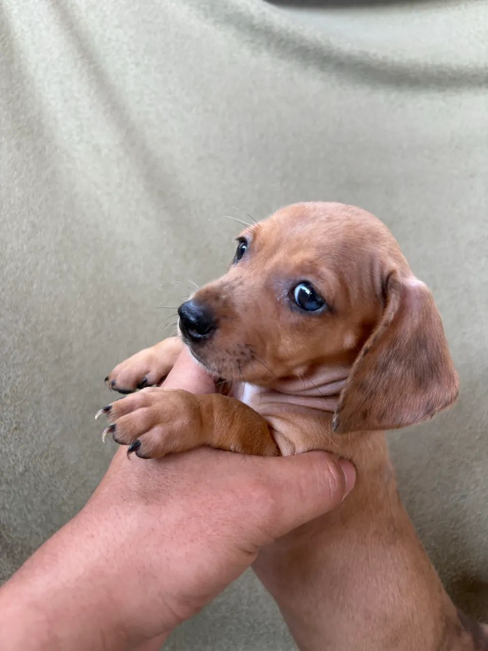 Dachshund fêmea 
