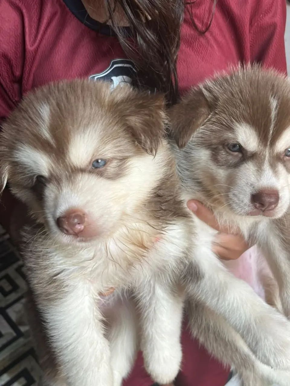 Cachorro husky siberiano 