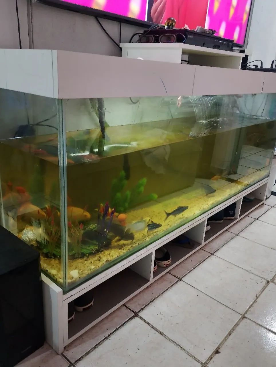 Aquário gigante  - Foto 4