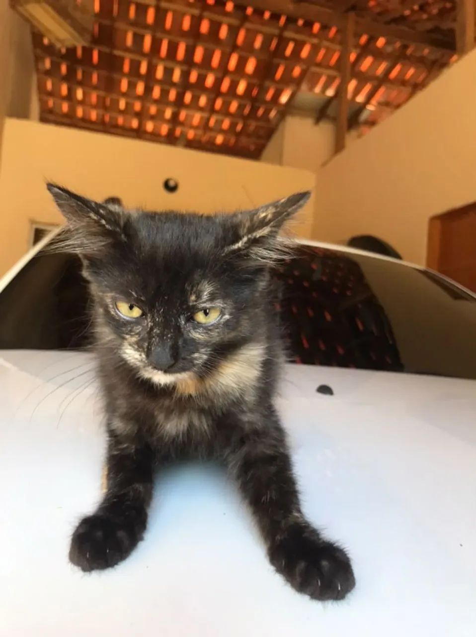 Gata filhote adocao - Foto 2
