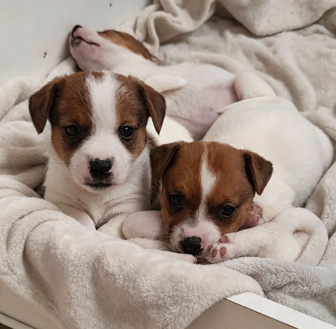 Jack Russell filhote  - Foto 2