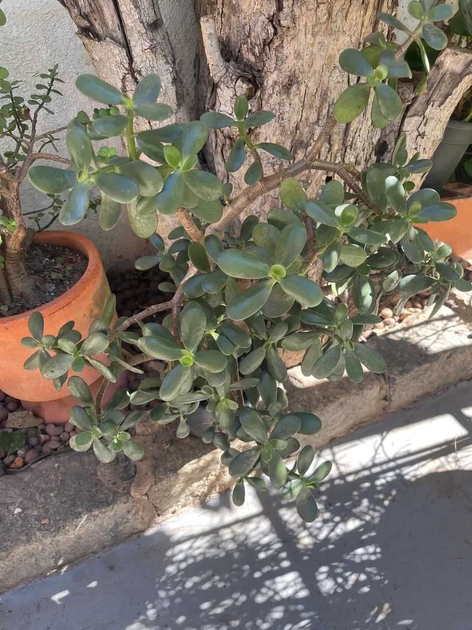 Planta Jade