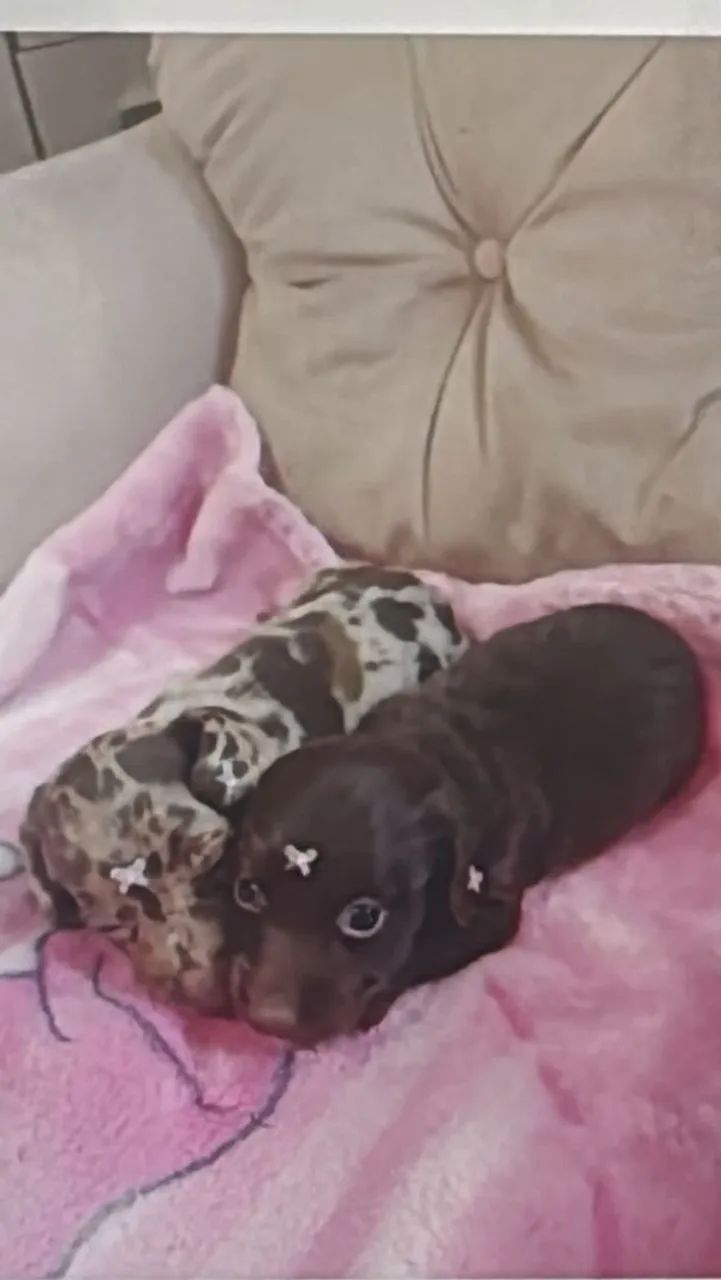 Daschund Pelo longo | Irresistível 