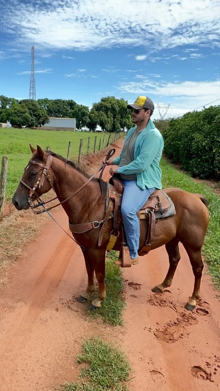 Cavalo Quarto de Milha 