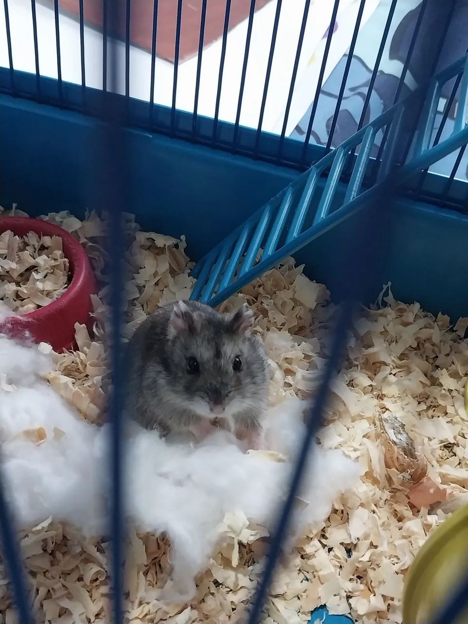 ? HAMSTER ANÃO RUSSO À VENDA! ?