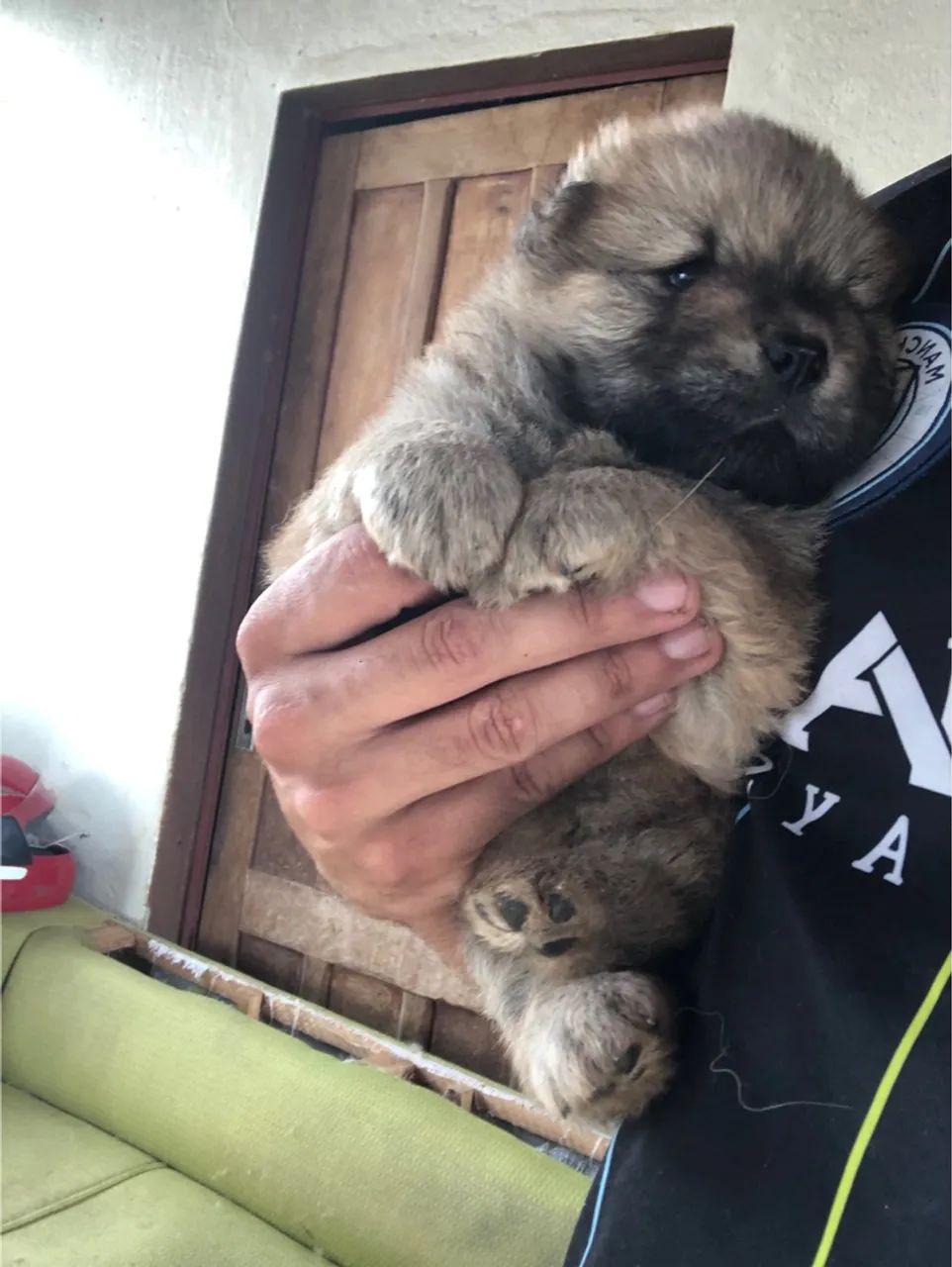 Filhotes de chowchow  - Foto 3