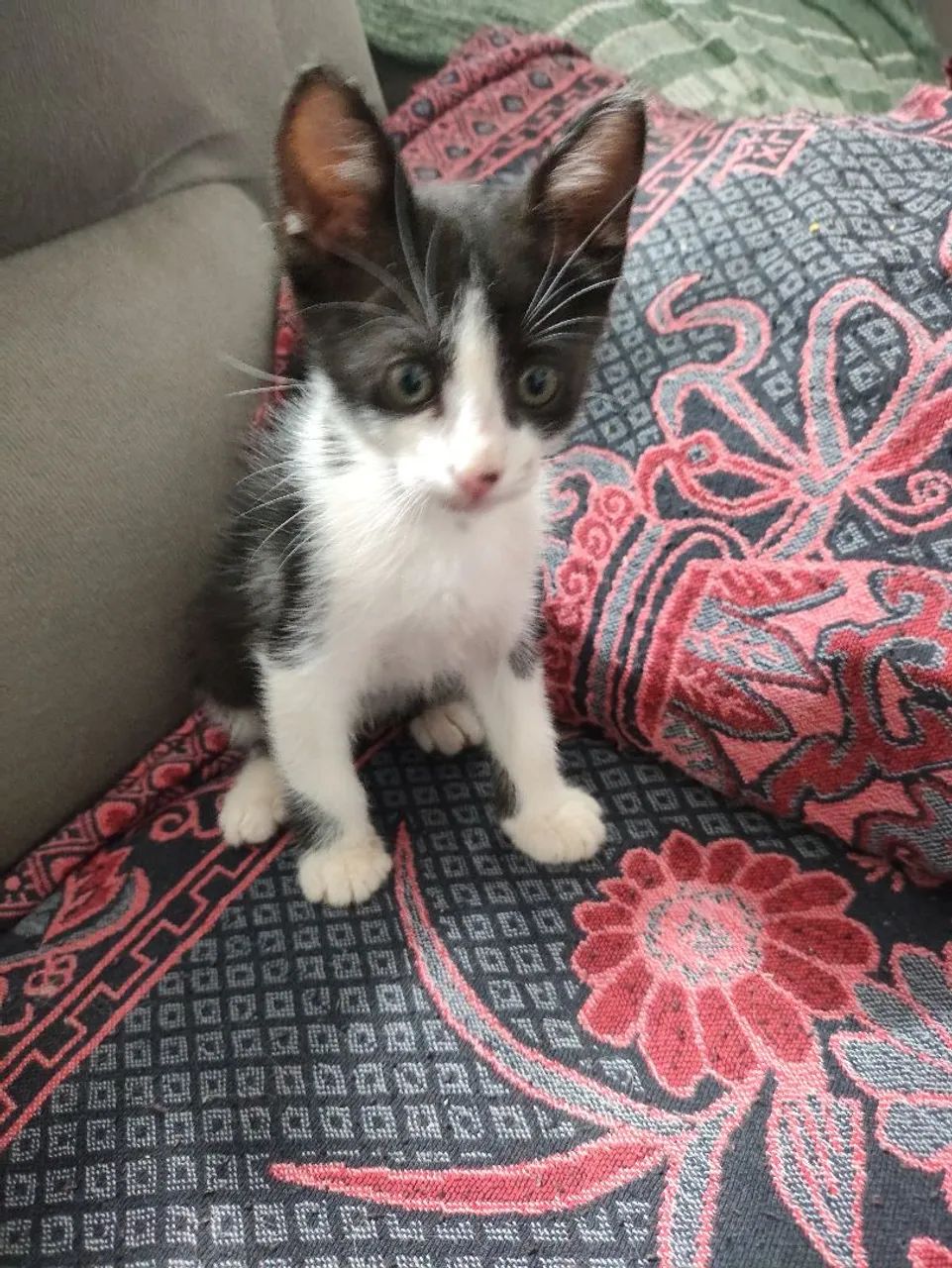 Doação Gatinho Macho  - Foto 2