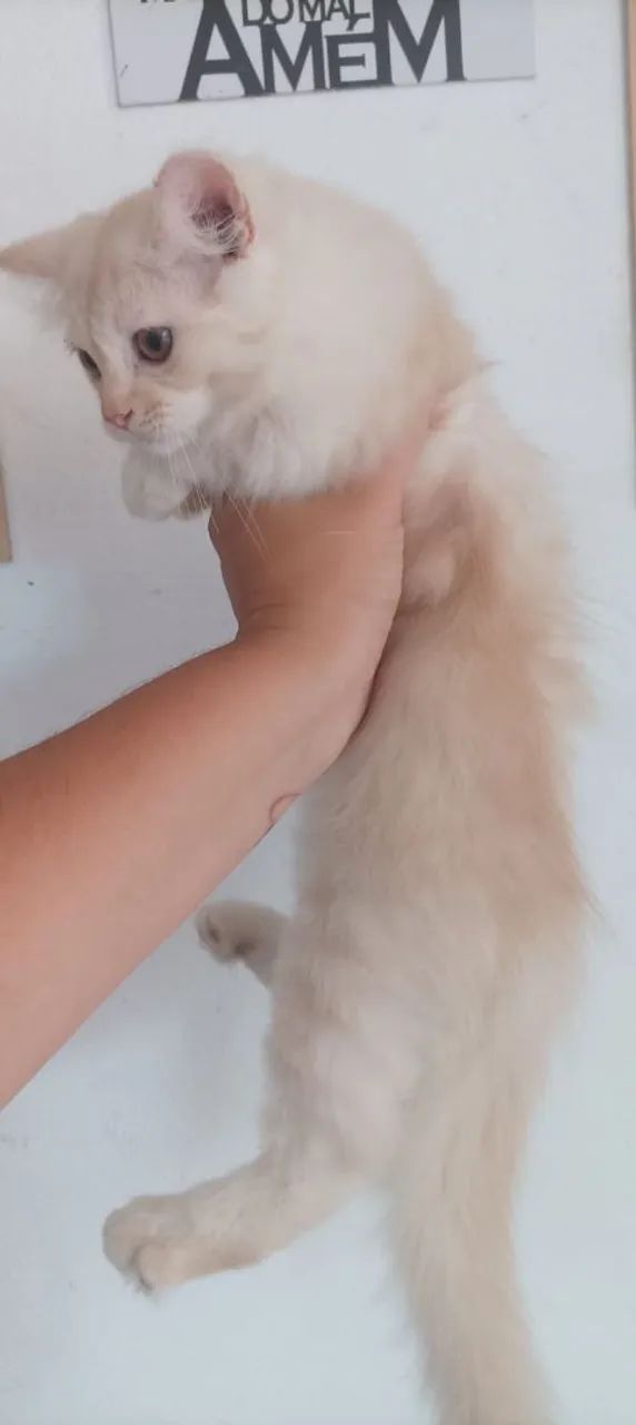Gata persa  - Foto 4