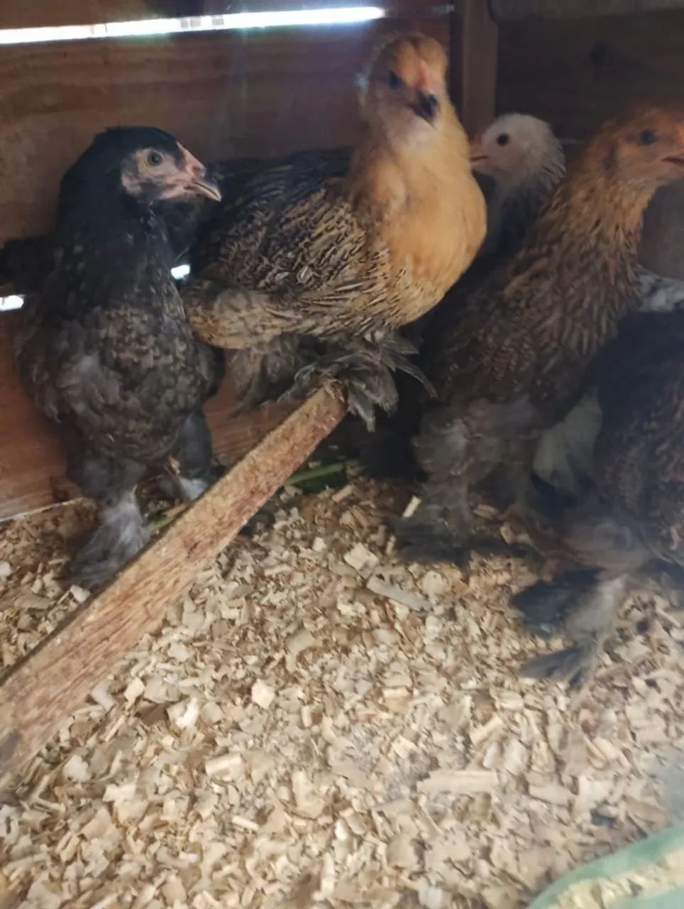 Galinhas de raça  - Foto 3