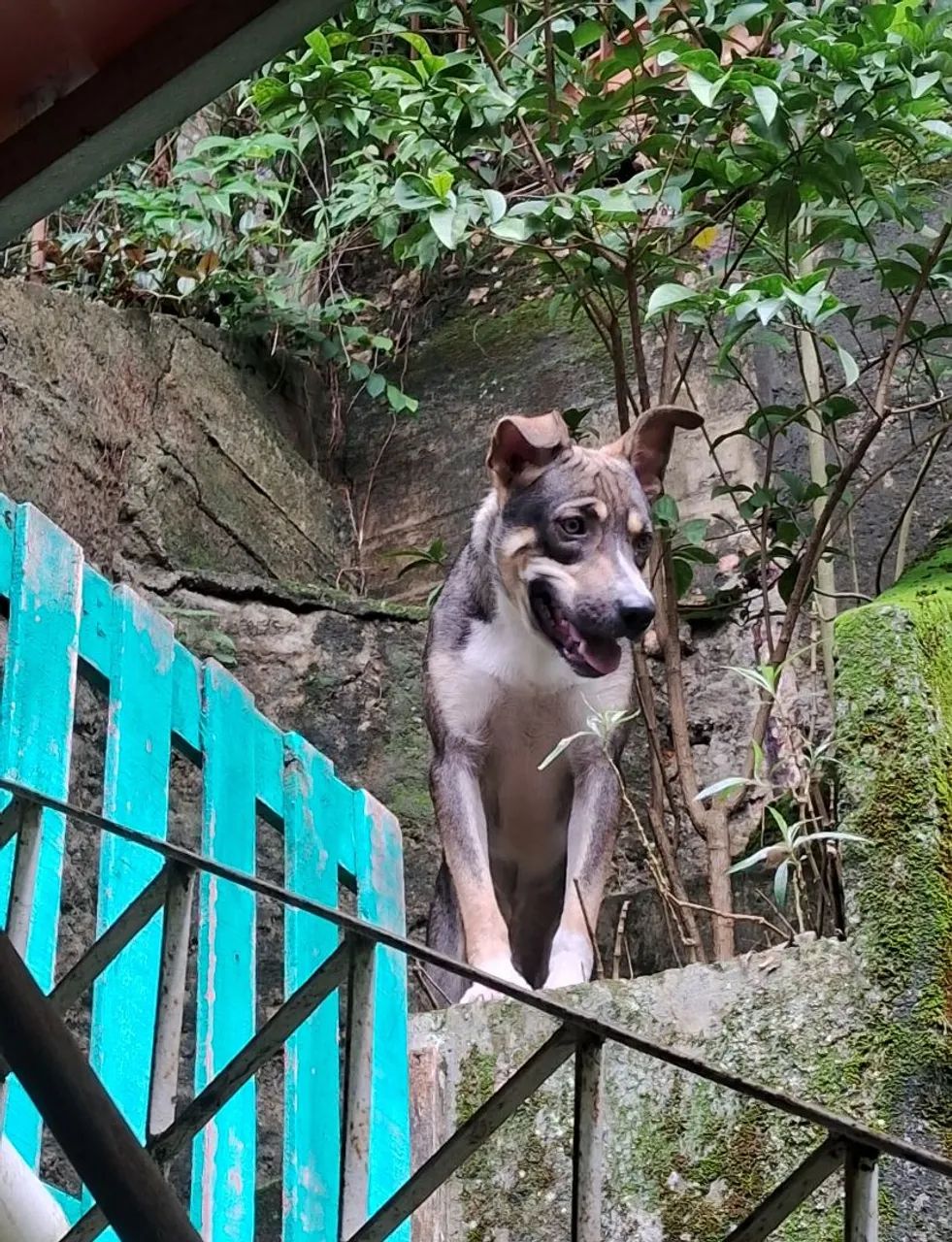 Doação de cachorro SRD macho  - Foto 2