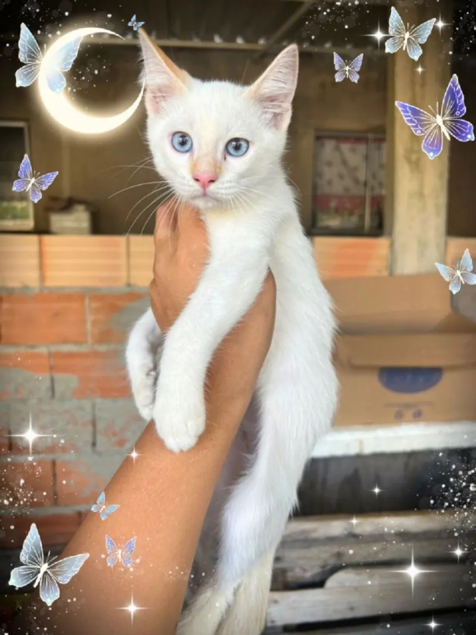 Gato branco siamês  - Foto 3