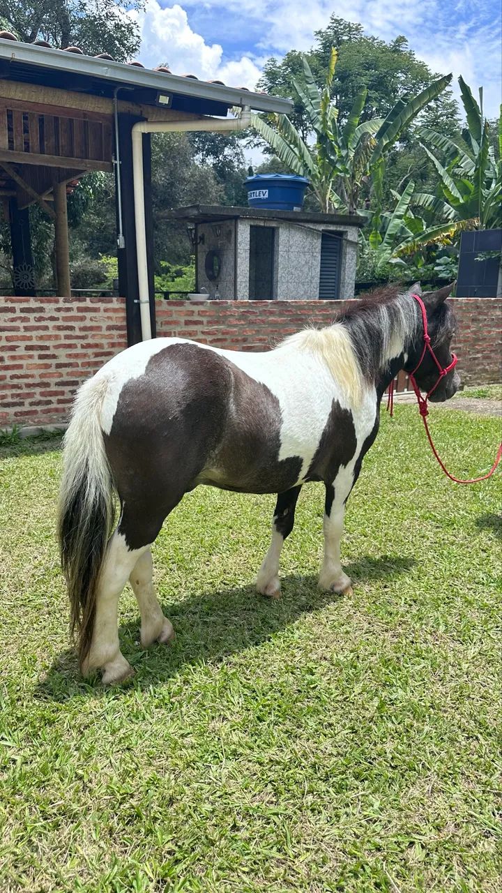Casal Pônei Inteiro Pampa de preto e Fêmea  - Foto 2