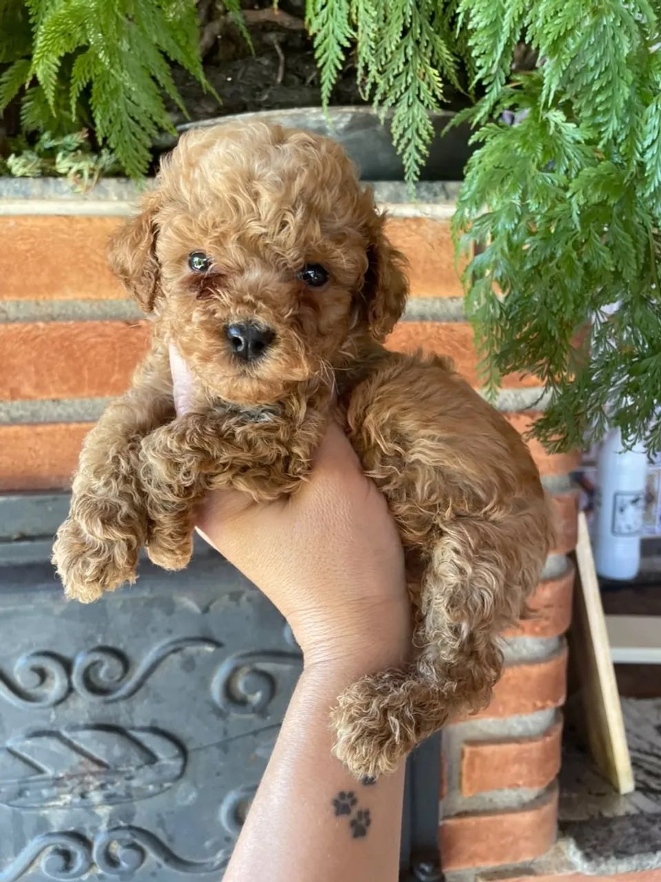 Poodle Toy vendas  - Foto 2